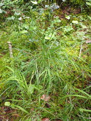 Melica subulata
