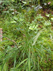 Melica subulata