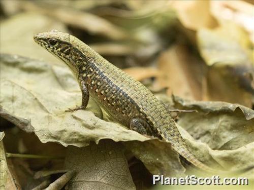 Red-legged Girdled Lizard