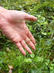 Melica subulata