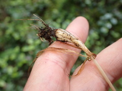 Melica subulata