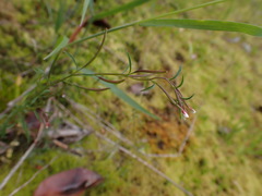 Epilobium foliosum