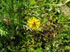 Crepis tectorum