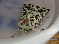 Meterana exquisita