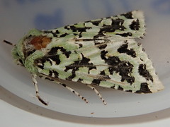 Meterana exquisita