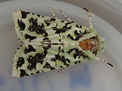 Meterana exquisita