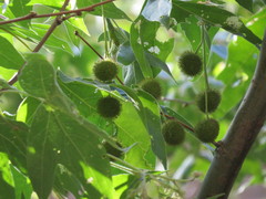 Platanus wrightii