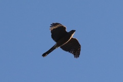 Accipiter cooperii