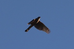 Accipiter cooperii