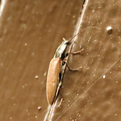 Acteniceromorphus sagiticollis