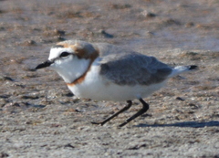 Charadrius pallidus