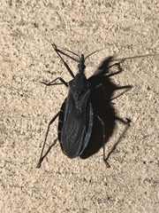 Triatoma gerstaeckeri
