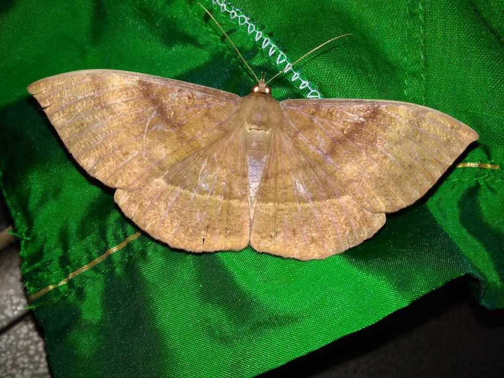 Lygniodes vampyrus