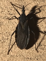 Triatoma gerstaeckeri
