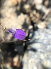 Collinsia linearis
