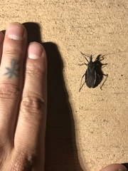 Triatoma gerstaeckeri