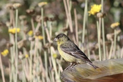 Spinus psaltria