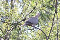 Streptopelia decaocto