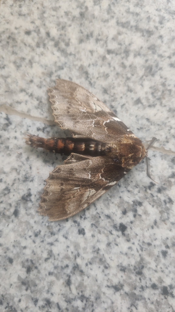 Dudusa distincta