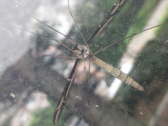 Tipula coquilletti