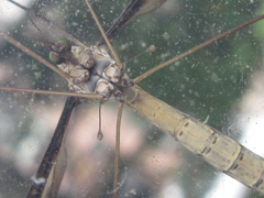 Tipula coquilletti