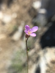 Arabis aculeolata