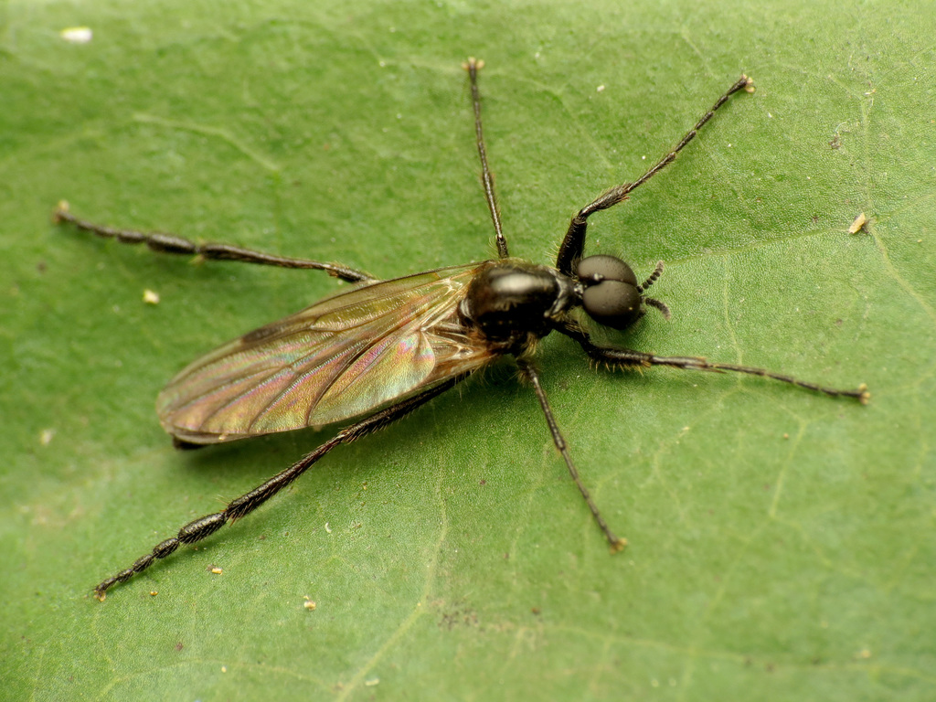 March Flies