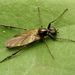 Bibionidae - Photo (c) Katja Schulz, μερικά δικαιώματα διατηρούνται (CC BY)