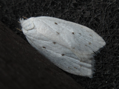 Scythropiodes approximans