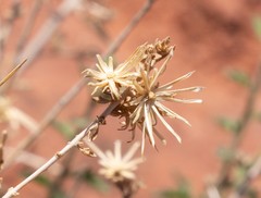 Brickellia microphylla scabra
