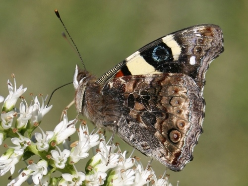 Australian Admiral