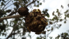Eurypepla brevilineata