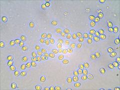 Lentinellus subaustralis