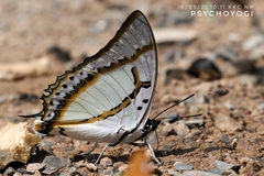 Polyura eudamippus