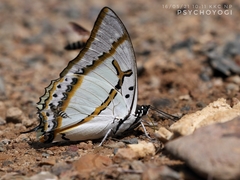 Polyura eudamippus