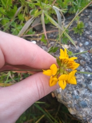 Lotus uliginosus