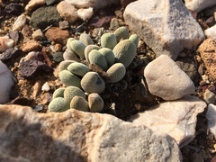 Crassula tecta