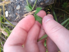 Lotus uliginosus