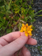 Lotus uliginosus