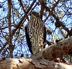 Accipiter cooperii
