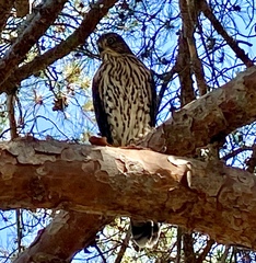 Accipiter cooperii