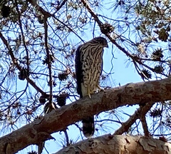 Accipiter cooperii