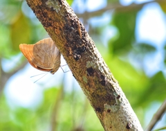 Archaeoprepona demophon