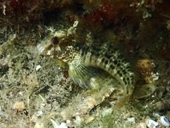 Parablennius intermedius