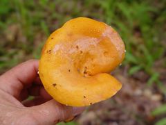 Lactarius volemus image