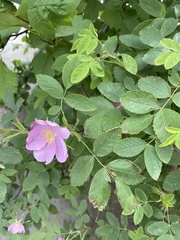 Rosa acicularis