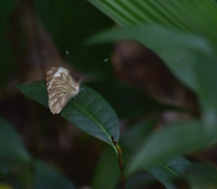 Pieriballia viardi