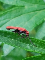 Lopheros rubens