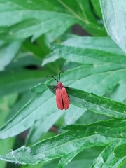 Lopheros rubens