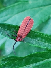 Lopheros rubens